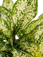 Aglaonema Osaka