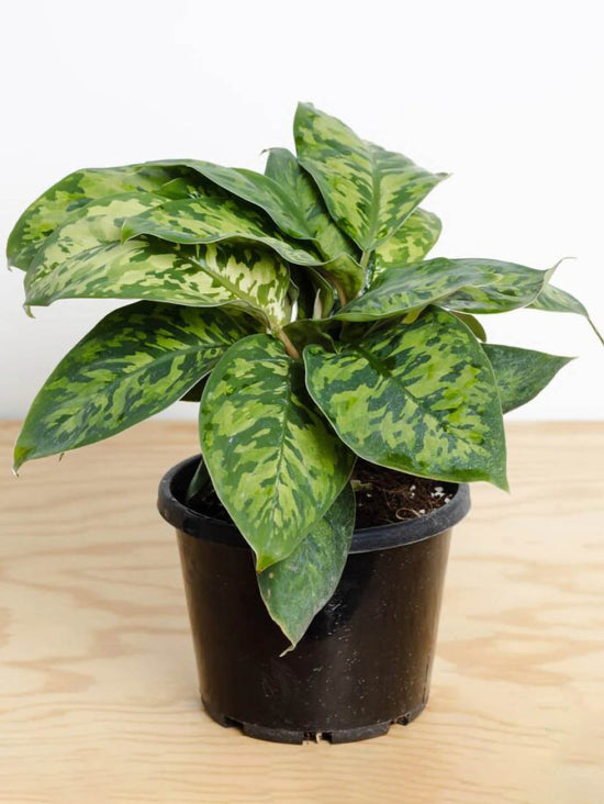 Adelonema Wallisii Plant or Homalomena Walilisii with Green with Lime Green Patches coloured leaves