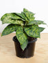 Adelonema Wallisii Plant or Homalomena Walilisii with Green with Lime Green Patches coloured leaves