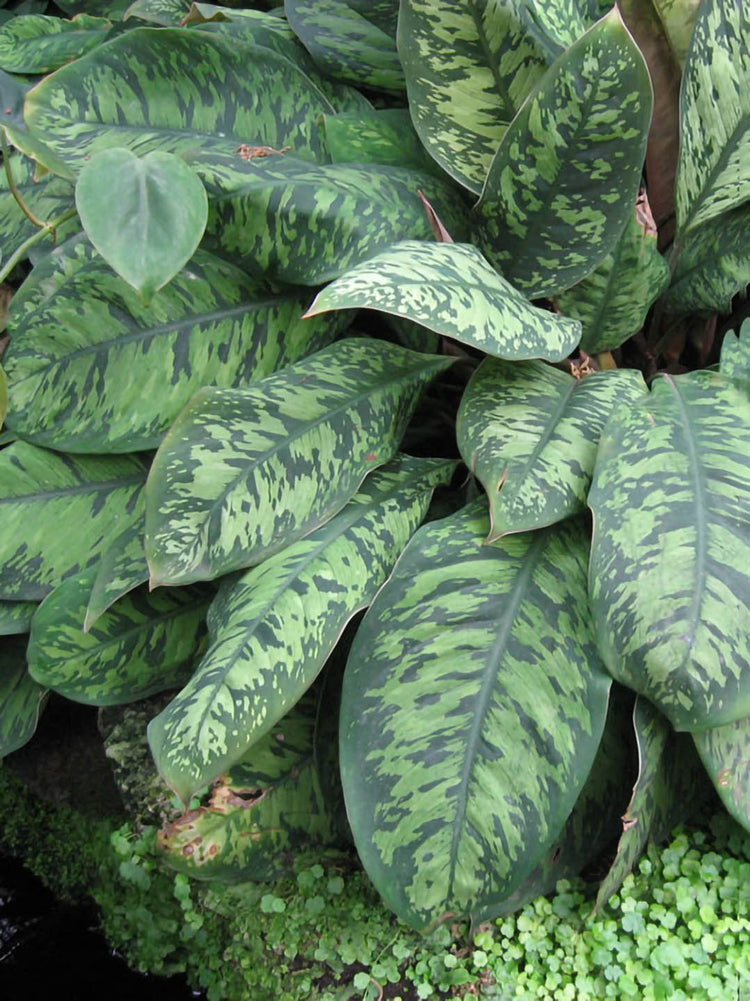 Adelonema Wallisii