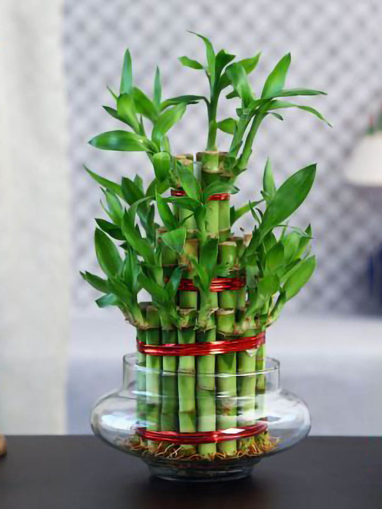 Dracaena Sanderiana 3 Layer Plant or 3 Layer Lucky Bamboo with Green coloured leaves