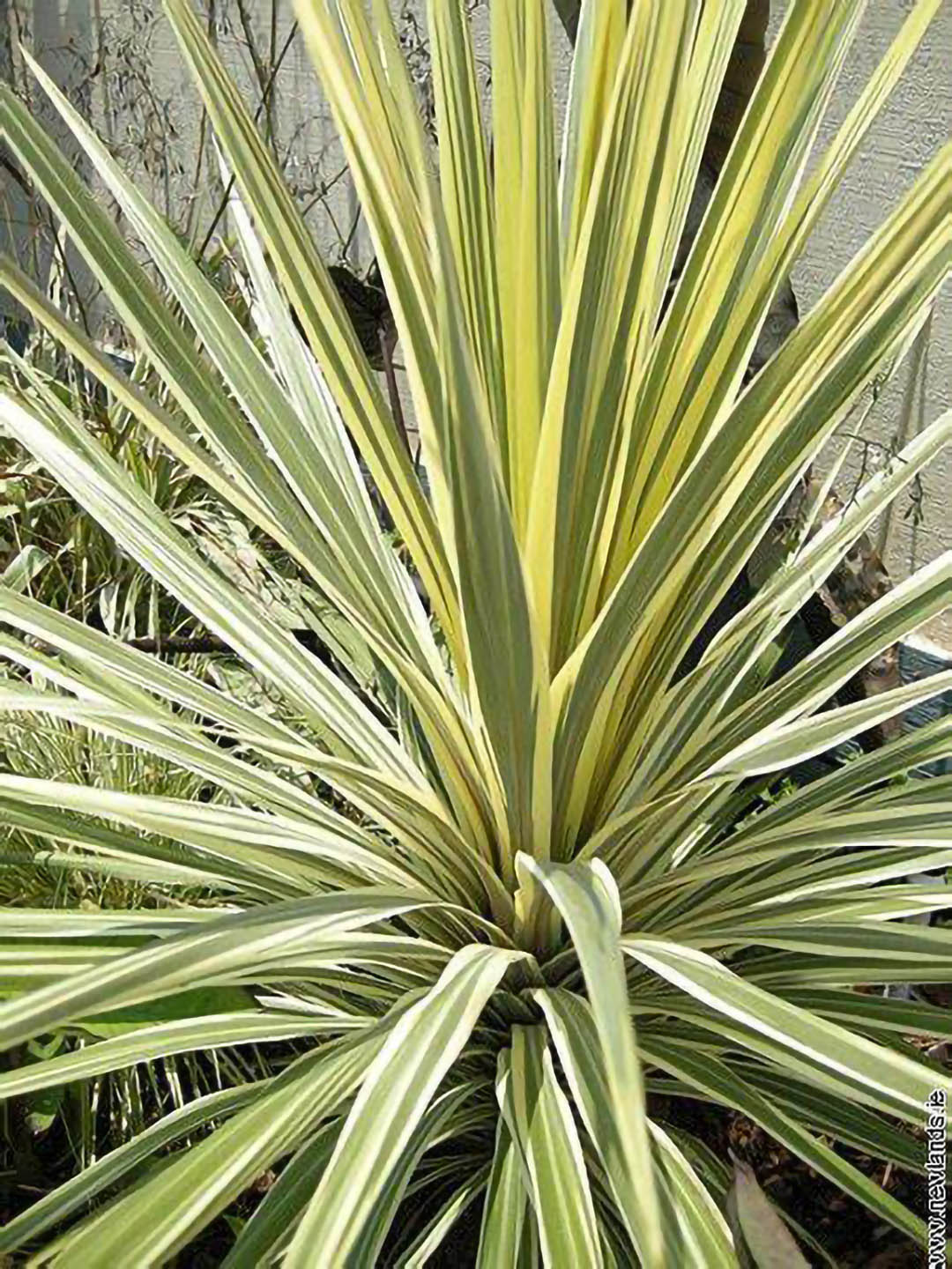 Cordyline Australis Variegata Plant or Cabbage Palm with Lime Green , Yellow and Dark Green coloured leaves