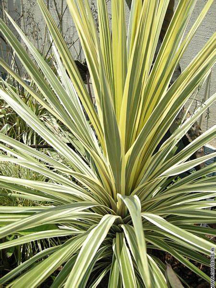 Cordyline Australis Variegata Plant or Cabbage Palm with Lime Green , Yellow and Dark Green coloured leaves