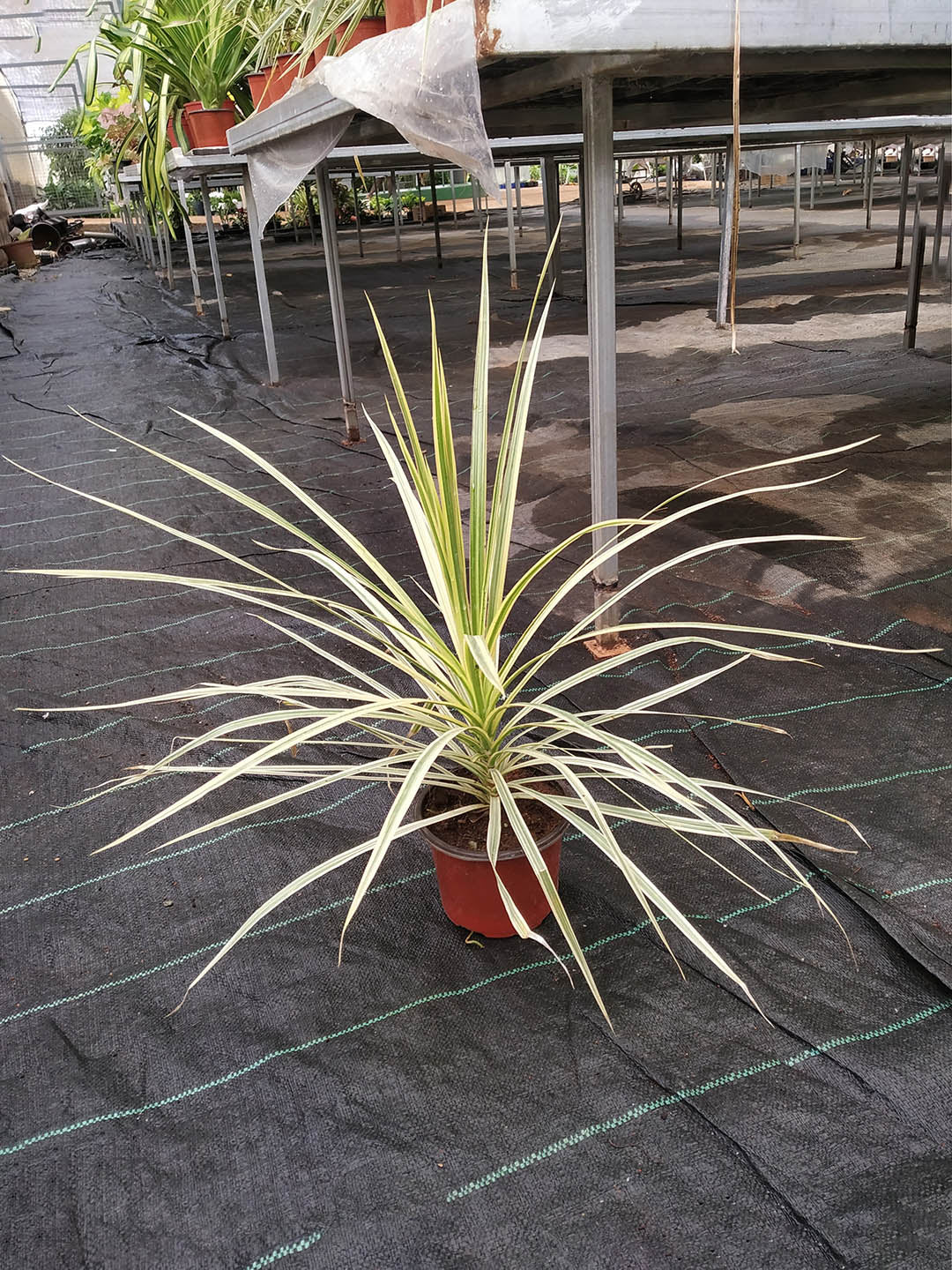 Cordyline Australis Variegata