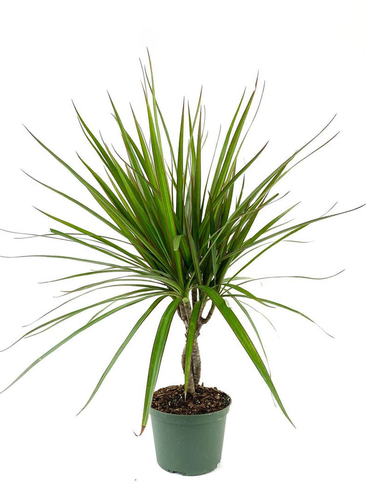 Dracaena Marginata Tricolor Green Plant or Tricolor Dracaena with Maroon, White and Green Stripes coloured leaves