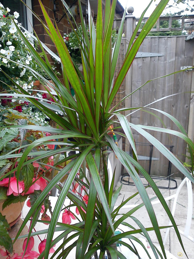 dracaena tricolor Dracaena Marginata 'Tricolor Green' – Potclay
