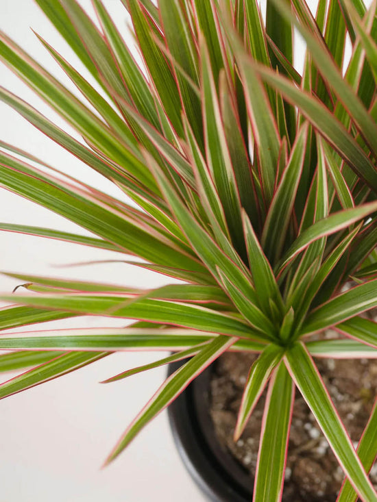 Dracaena Marginata Tricolor Maroon Plant or Tricolor Dracaena with Maroon, White and Green Stripes coloured leaves