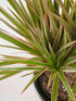Dracaena Marginata Tricolor Maroon Plant or Tricolor Dracaena with Maroon, White and Green Stripes coloured leaves