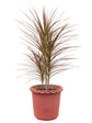 Dracaena Marginata Tricolor Maroon 