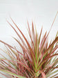 Dracaena Marginata Tricolor Maroon 