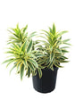 Dracaena Reflexa Plant or Song of India with Green, Yellow coloured leaves