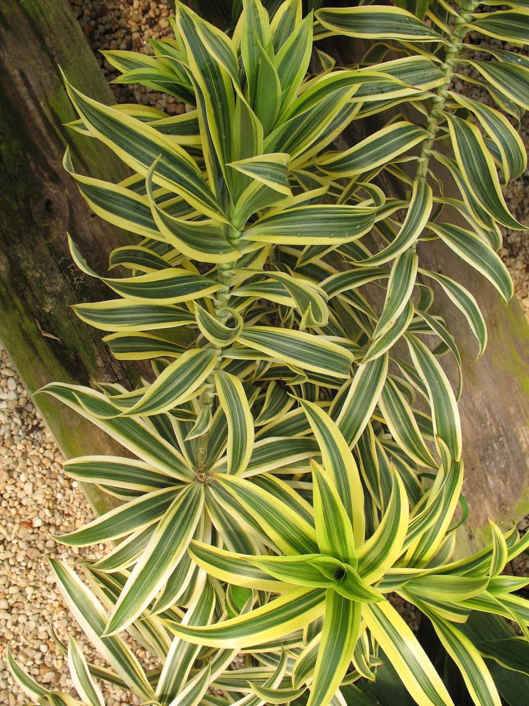 Dracaena Reflexa