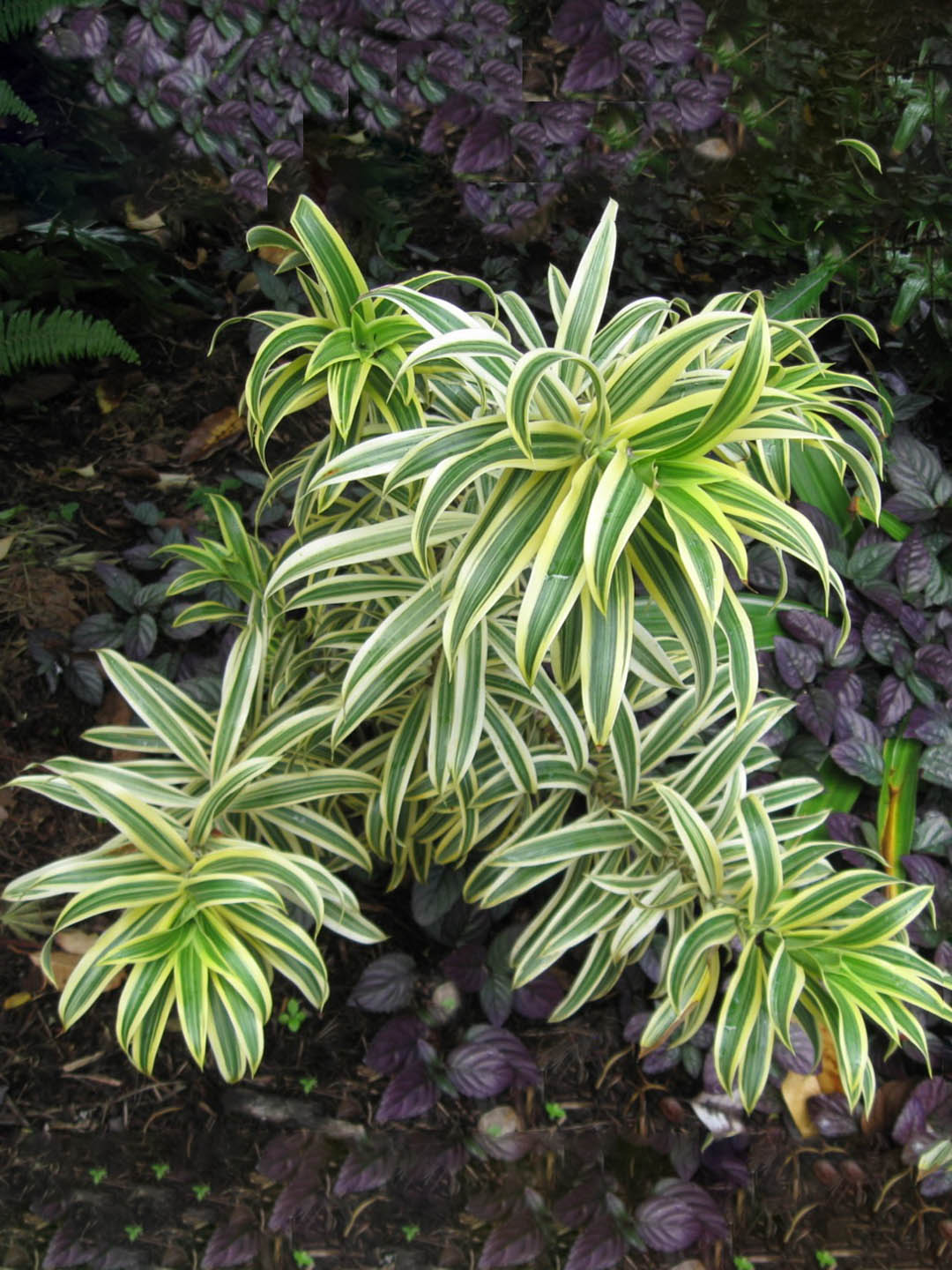 Dracaena Reflexa