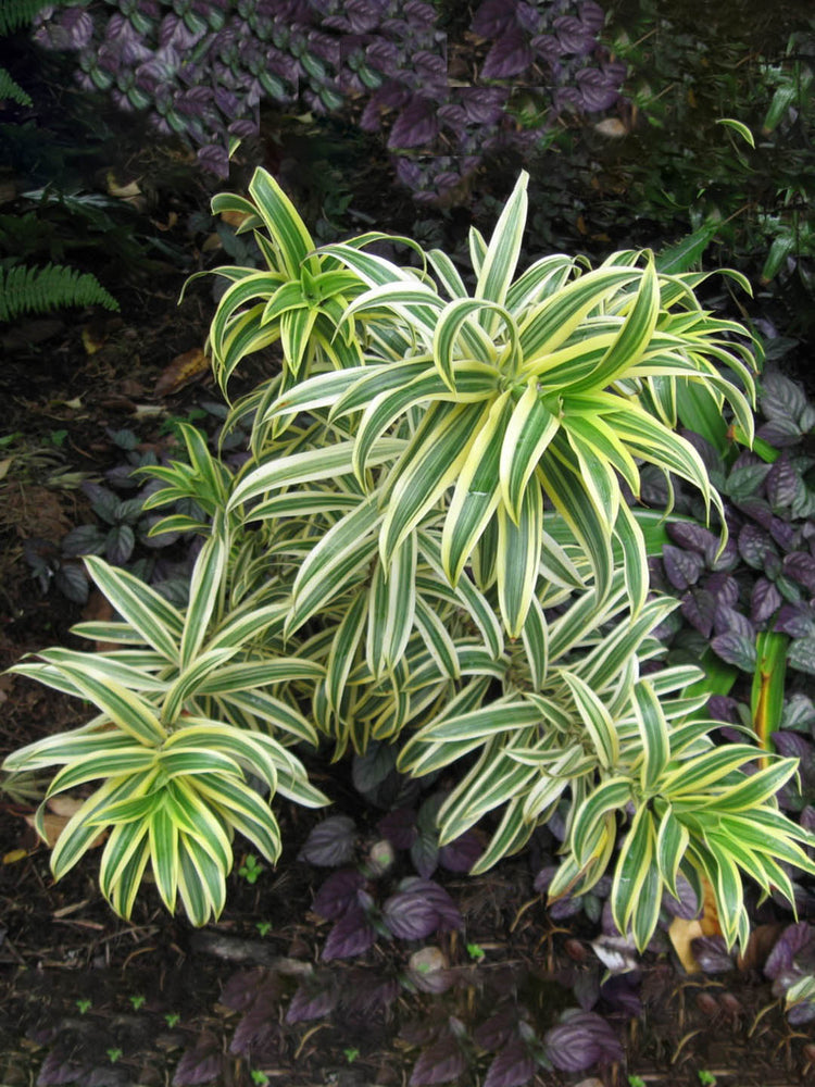 Dracaena Reflexa