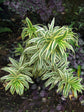 Dracaena Reflexa