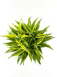 Dracaena Sanderiana Plant or Lucky Bamboo, Ribbon Plant with Green, Yellow coloured leaves