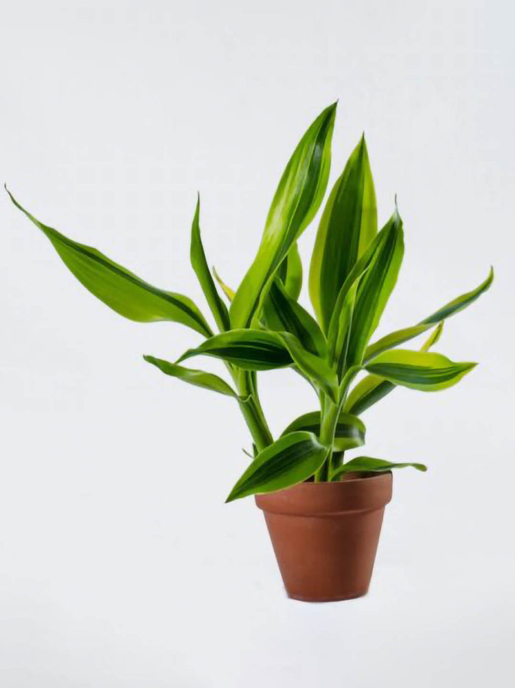 Dracaena Sanderiana