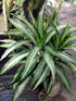 Dracaena Ulises Plant or Dragon tree with Dark Green with White Stripes coloured leaves