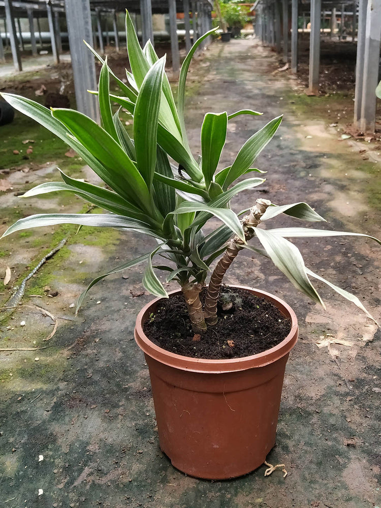 dracaena ulysses Dracaena Ulises – Potclay