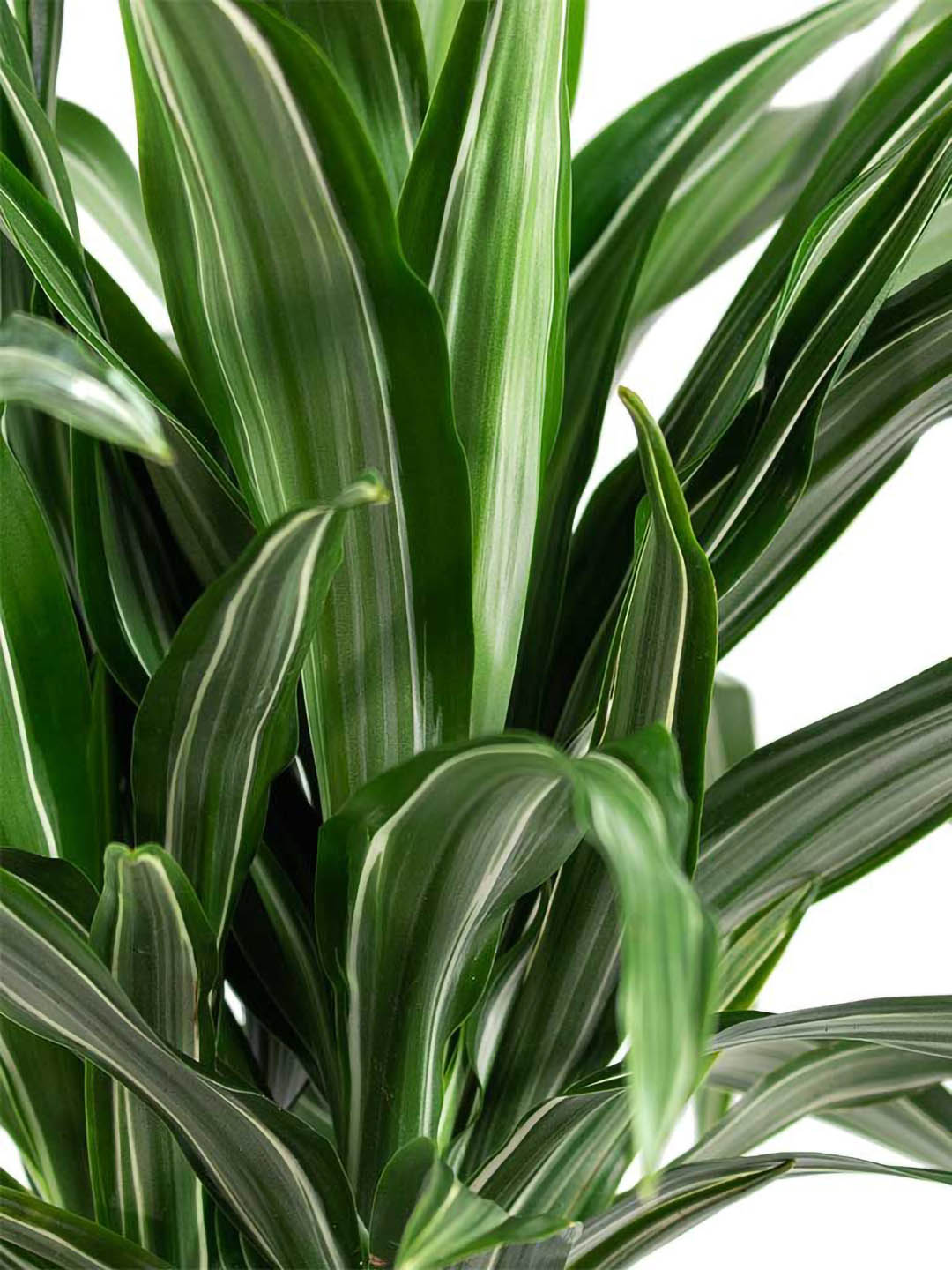 dracaena dark green leaves Dracaena Ulises – Potclay