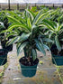 Dracaena Warneckii Plant or Striped Dracaena with Dark Green with subtle Lemon Green Stripes coloured leaves