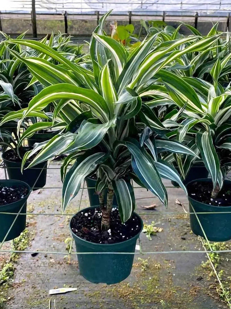 Dracaena Warneckii Plant or Striped Dracaena with Dark Green with subtle Lemon Green Stripes coloured leaves