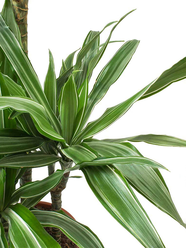 Dracaena Warneckii