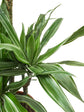 Dracaena Warneckii