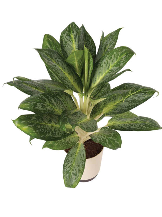 Aglaonema Pearl Plant or Aglaonema Pearl with Green, Silver and White coloured leaves