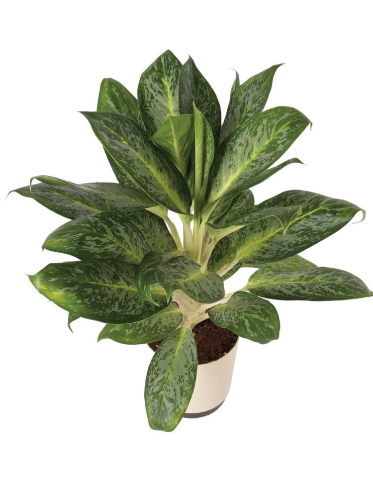 Aglaonema Pearl Plant or Aglaonema Pearl with Green, Silver and White coloured leaves