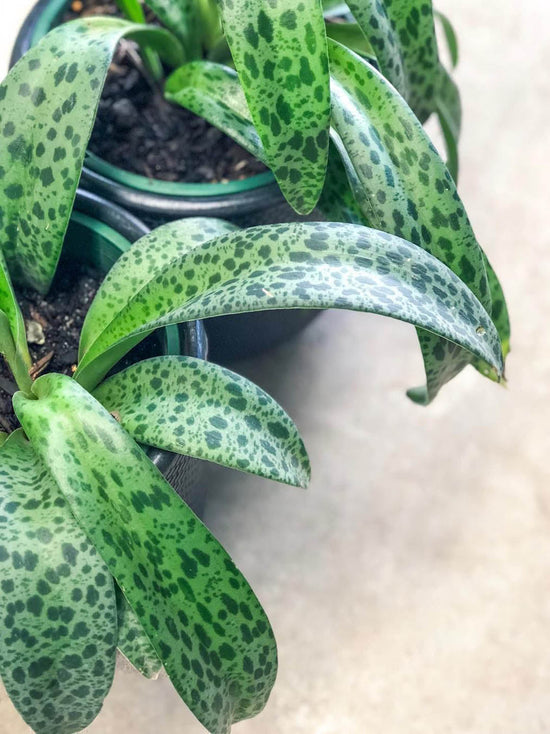 Drimiopsis Kirkii Plant or Ledebouria, Scilla, Squill with Green Dots on Frost Green coloured leaves and White coloured flower 