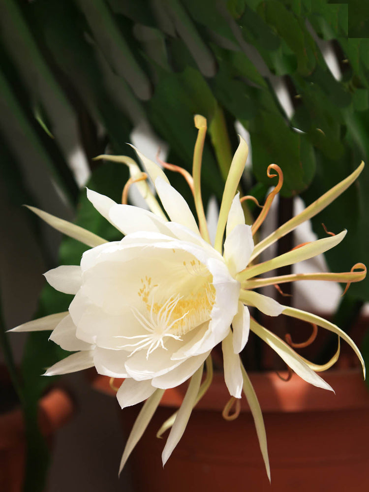 Epiphyllum Oxypetalum Plant or Queen of the Night,Brahma Kamal with Green coloured leaves and White coloured flower 