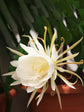 Epiphyllum Oxypetalum Plant or Queen of the Night,Brahma Kamal with Green coloured leaves and White coloured flower 