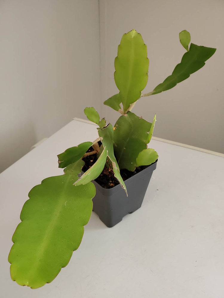 Epiphyllum Oxypetalum