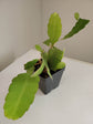 Epiphyllum Oxypetalum