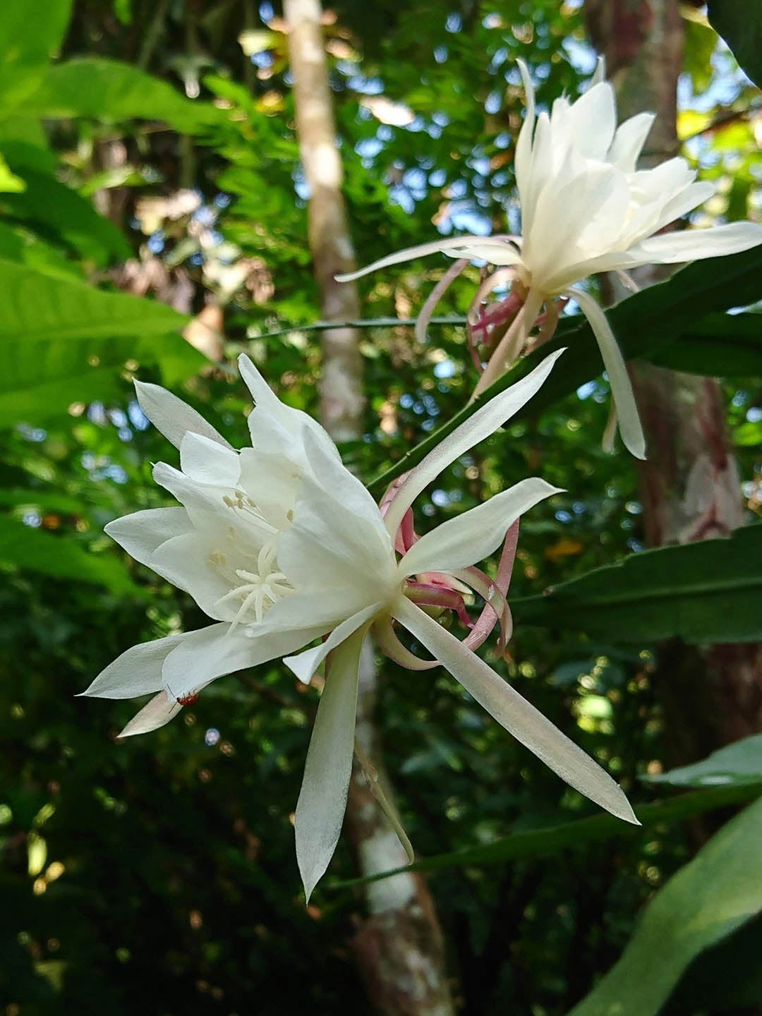 Epiphyllum Orchird Cactus (Hookeri) - 1 unrooted Cutting 6 Epiphyllum Orchird Cactus (Hookeri) - 1 unrooted Cutting 6