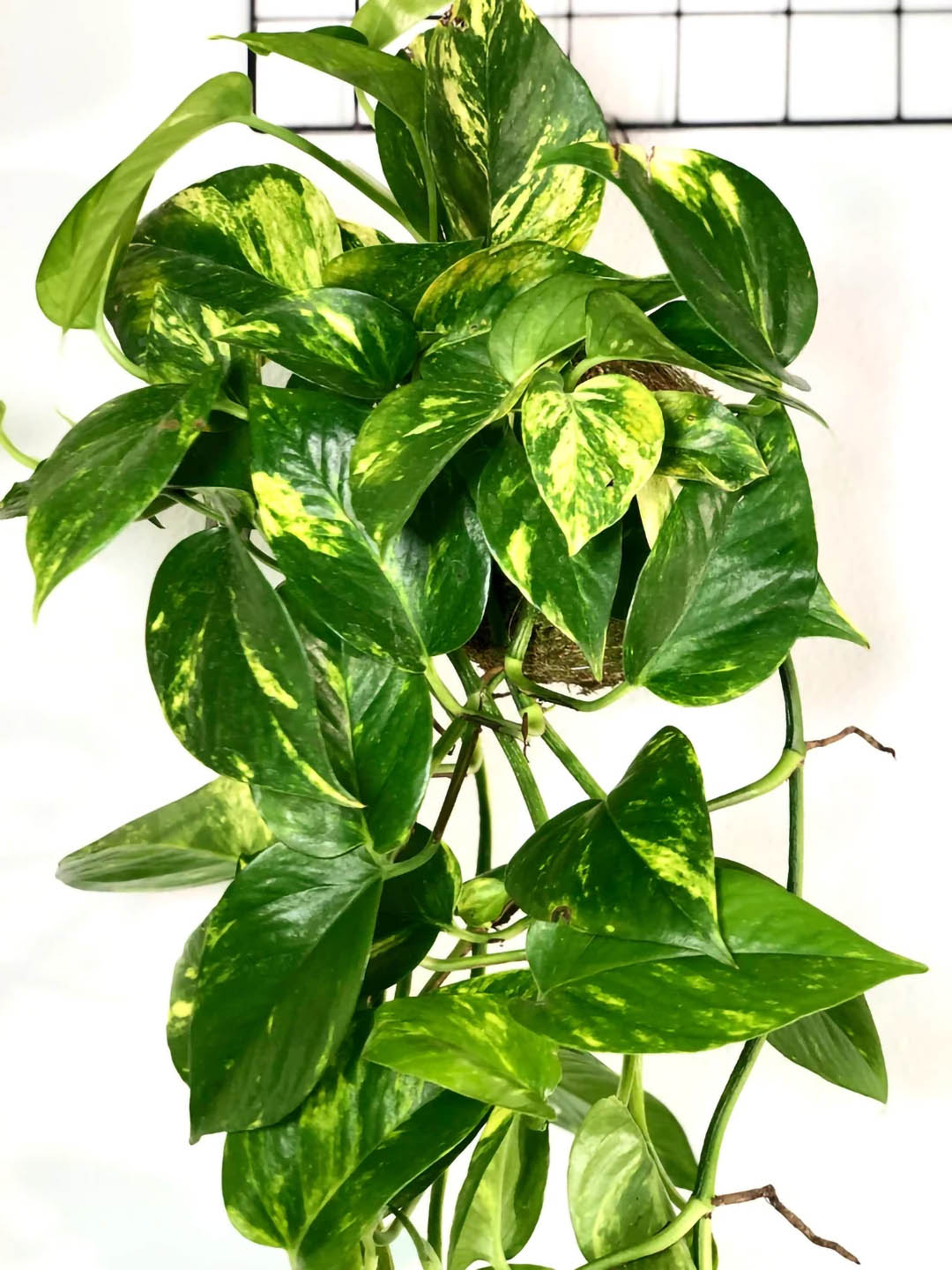 Epipremnum Aureum Golden Plant or Golden Pothos, Money plant, Devil s Vine , Devil s Ivy with Green and Lime Green Splash coloured leaves