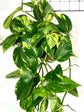 Epipremnum Aureum Golden Plant or Golden Pothos, Money plant, Devil s Vine , Devil s Ivy with Green and Lime Green Splash coloured leaves