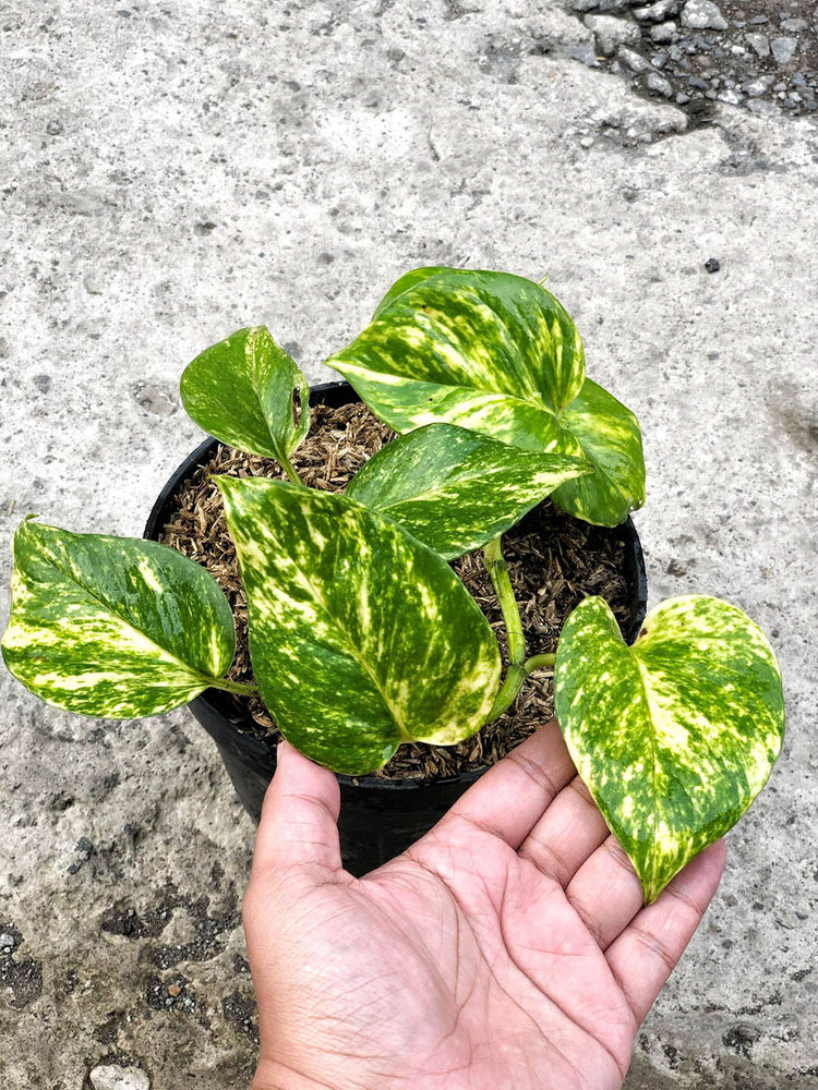 Epipremnum Aureum Golden