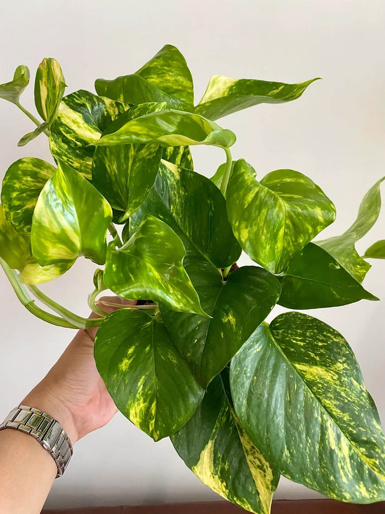 Epipremnum Aureum Golden