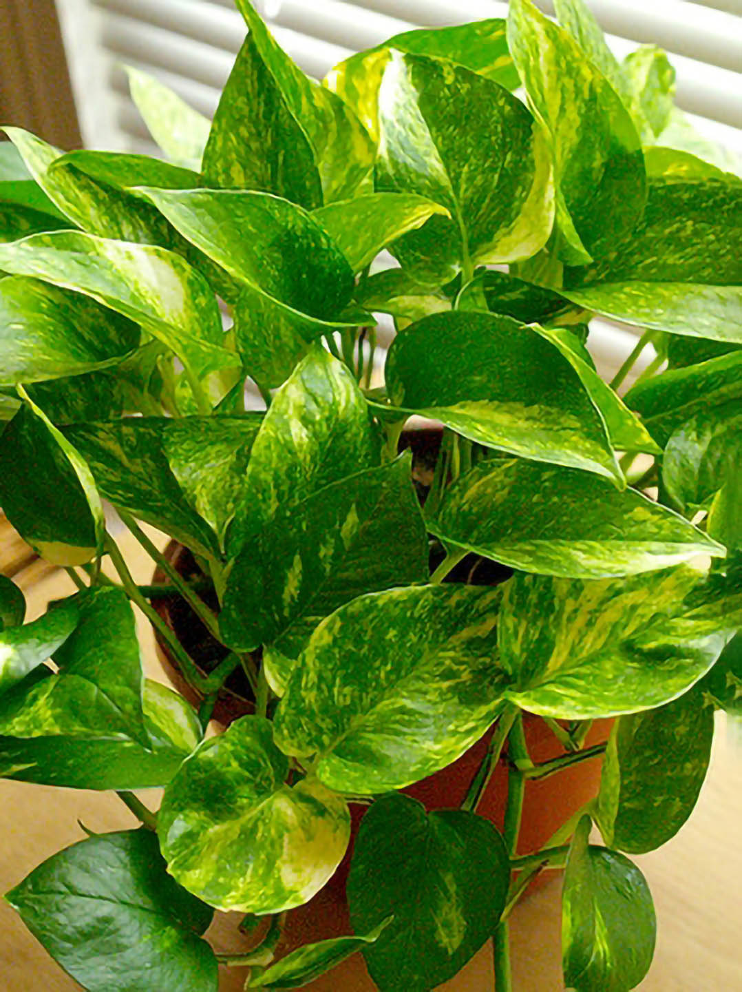 golden pothos or money plant Golden Pothos Money Plant – Potclay