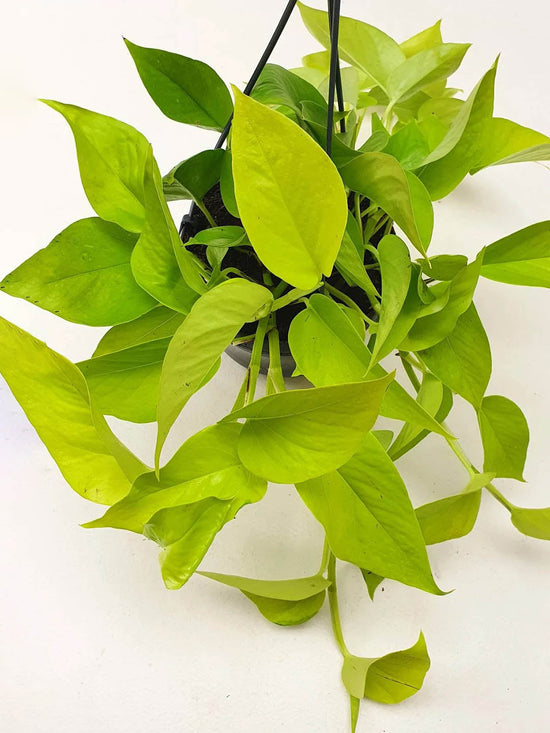 Epipremnum Aureum Neon Plant or Golden Pothos, Money plant, Devil s Vine , Devil s Ivy with Lime Green coloured leaves