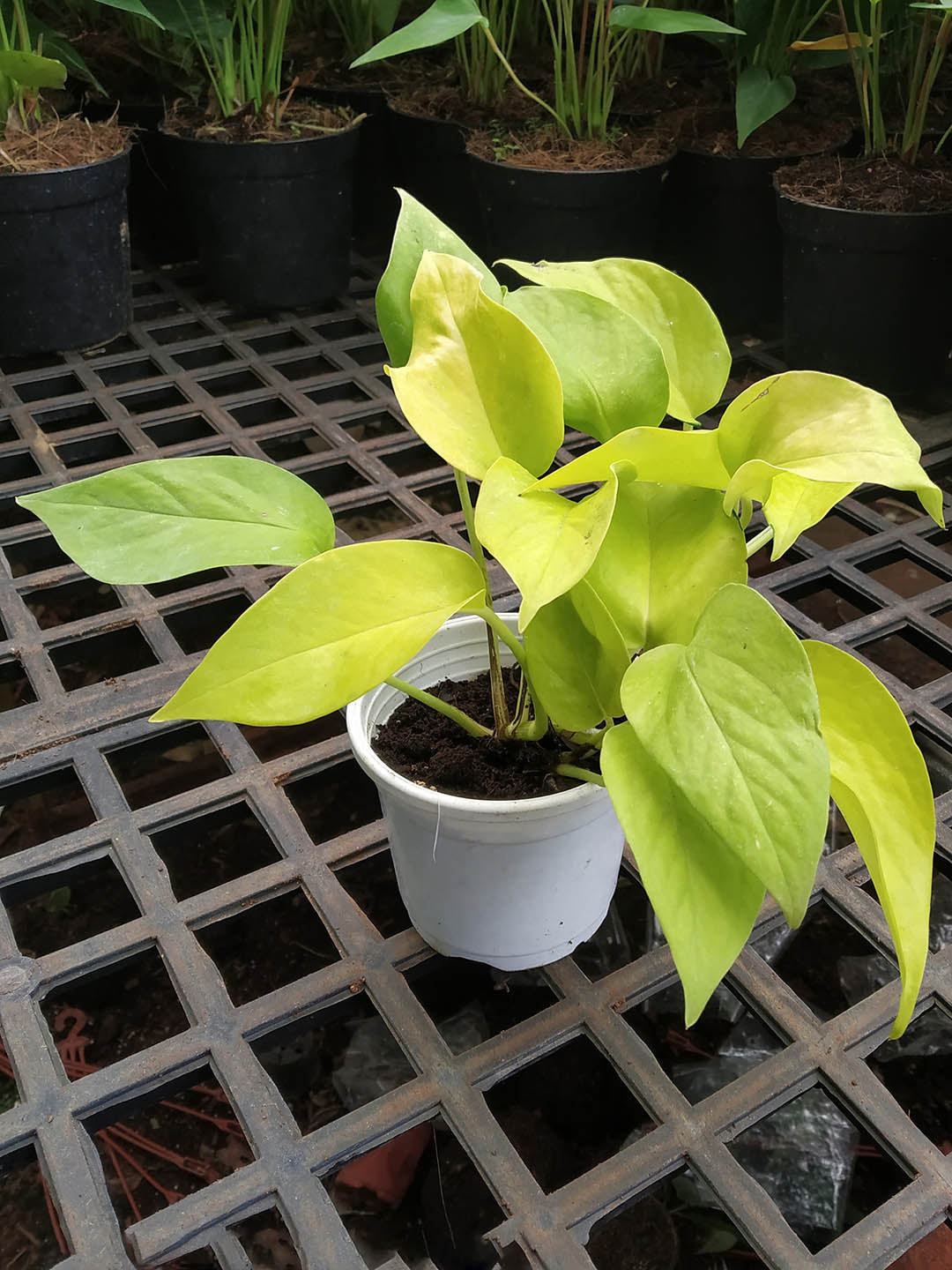 neon money plant Neon Pothos Money Plant – Potclay