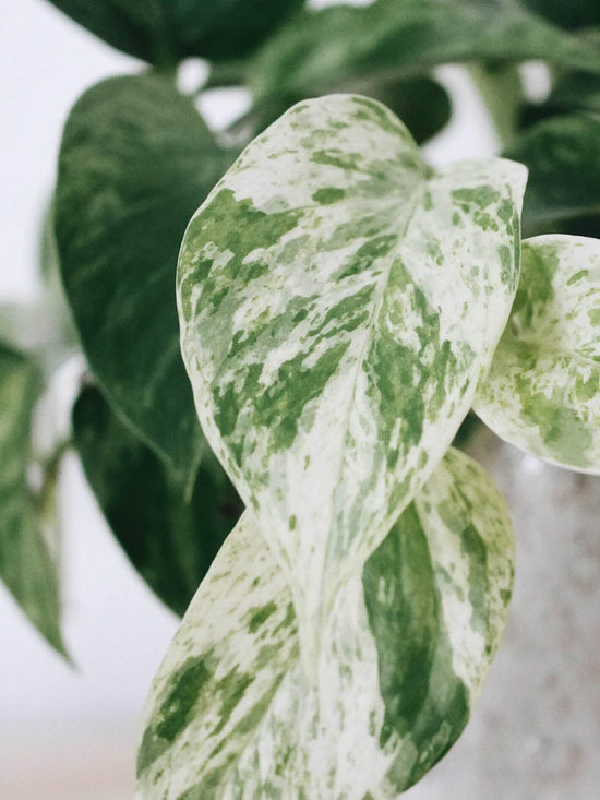 Epipremnum Aureum Marble Queen Plant or Golden Pothos, Money plant, Devil s Vine , Devil s Ivy with Cream White and Green Patches coloured leaves