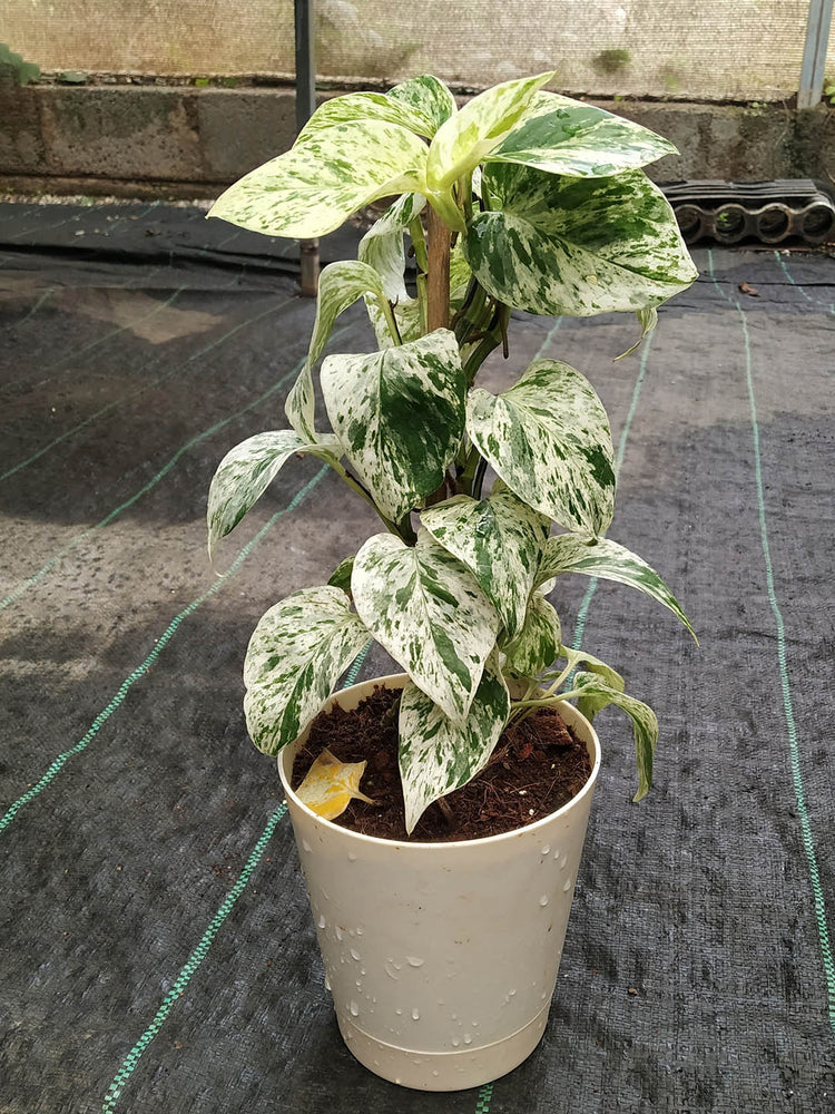 Epipremnum Aureum Marble Queen
