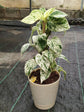Epipremnum Aureum Marble Queen