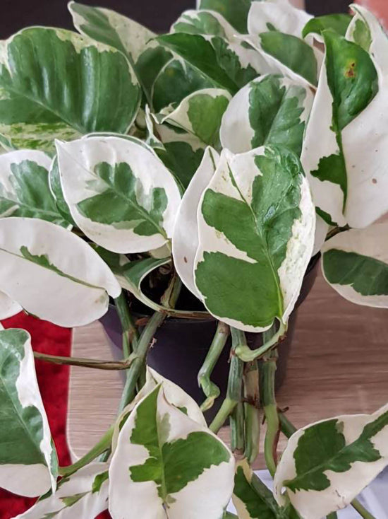 Epipremnum Aureum Njoy Plant or Golden Pothos, Money plant, Devil s Vine , Devil s Ivy with Cream White and Green Patches coloured leaves