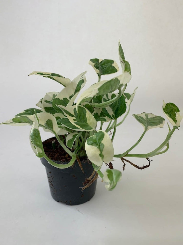 Epipremnum Aureum Njoy