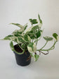 Epipremnum Aureum Njoy