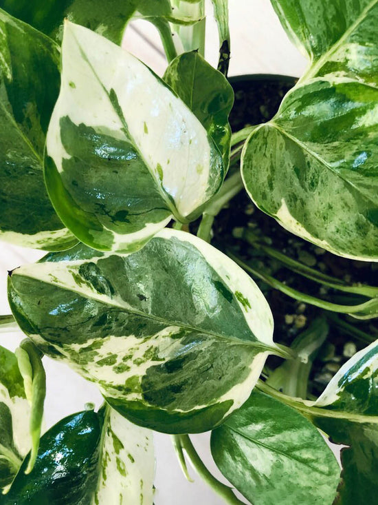 Epipremnum Aureum Pearls and Jade Plant or Golden Pothos, Money plant, Devil s Vine , Devil s Ivy with Cream White and Green coloured leaves